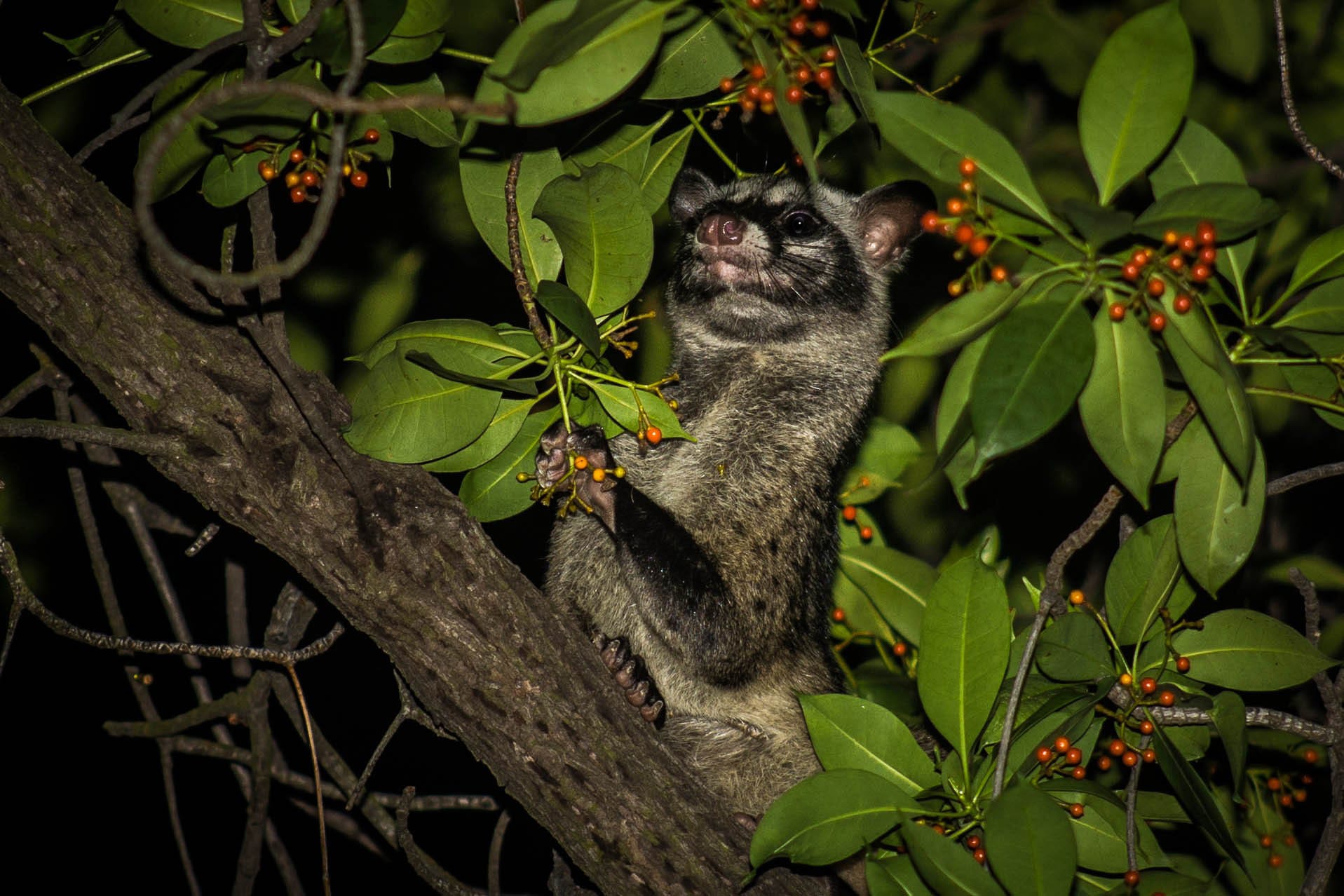 Photograph of a common palm civet in a tree at night